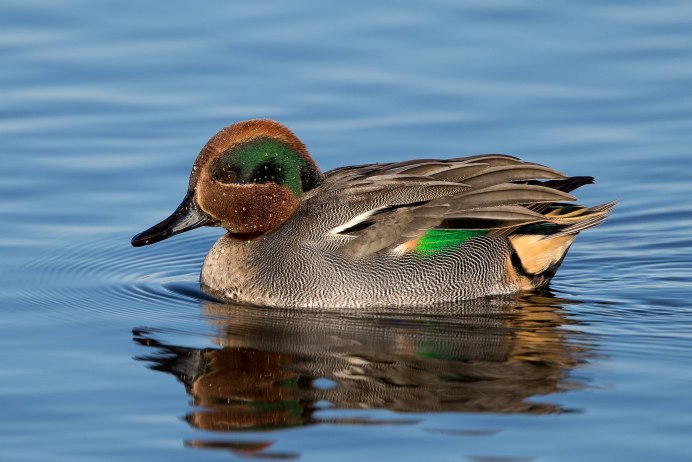 Чирок свистунок самец