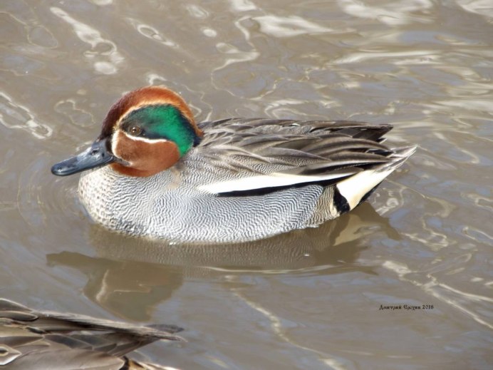Чирок свистунок клюв