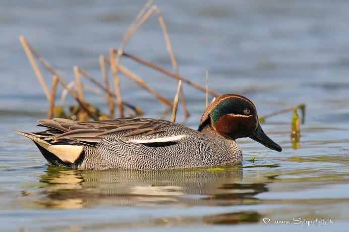 Редкие птицы Москвы