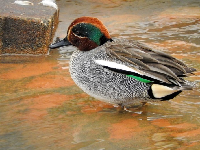 Утка чирок трескунок