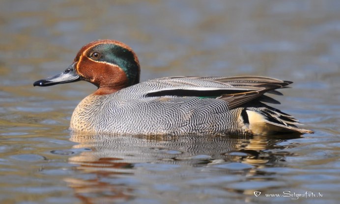 Утка чирок трескунок