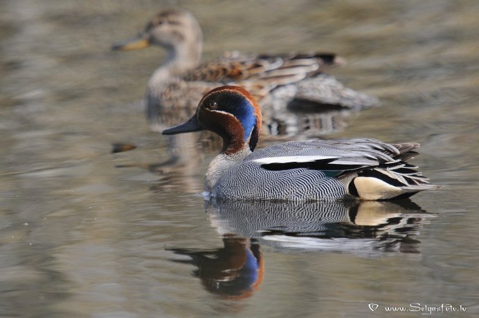Чирок-свистунок Кронштадт