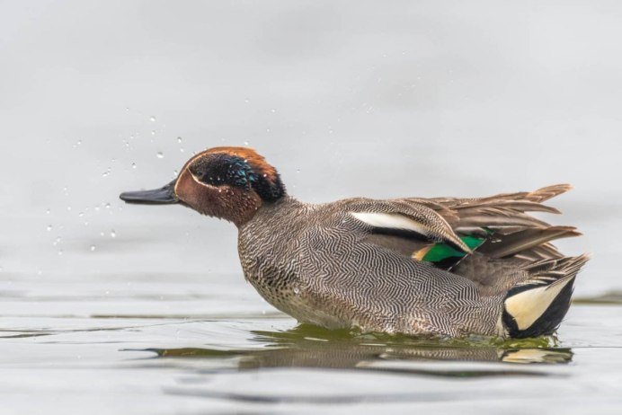 Андский чирок