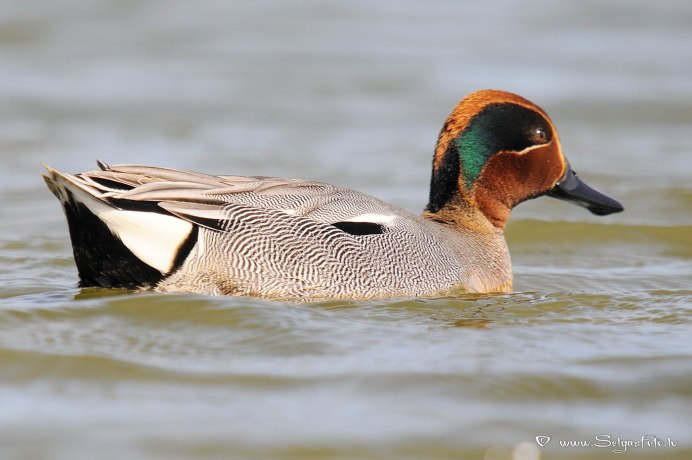 Чирок свистунок в Царицыно