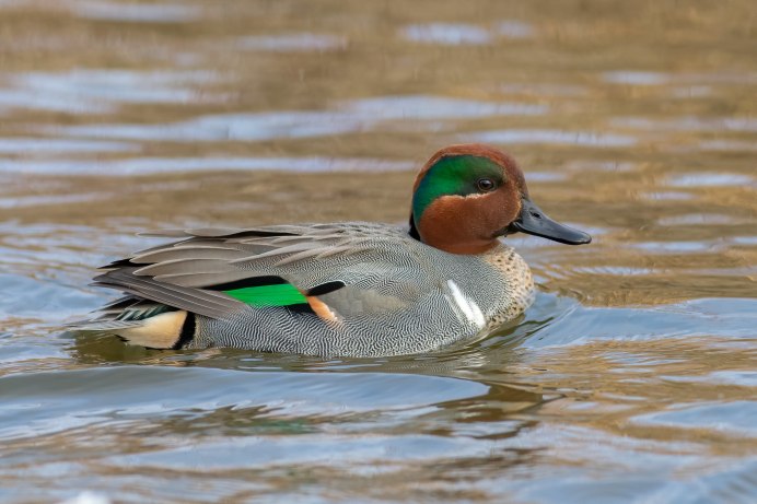 Утка с голубой головой