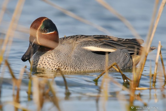 Уточка чирок-свистунок