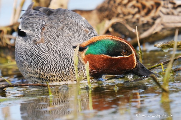 Чирок свистунок Мем
