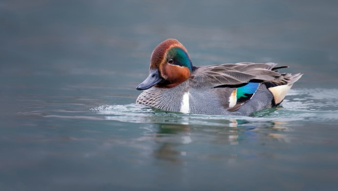 Чирок свистунок гнездо