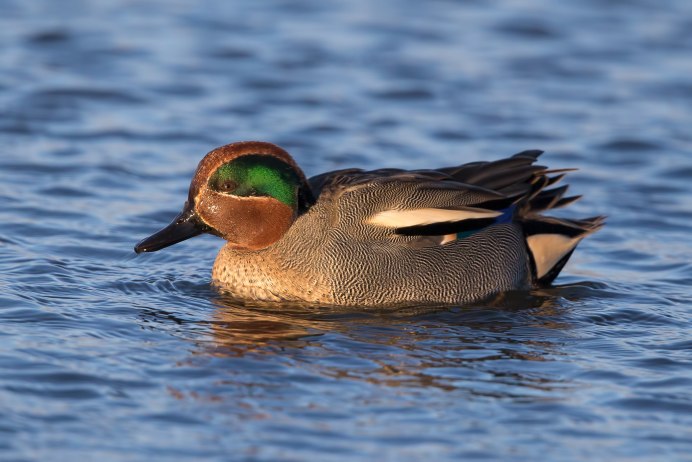 Чирок-свистунок птенцы