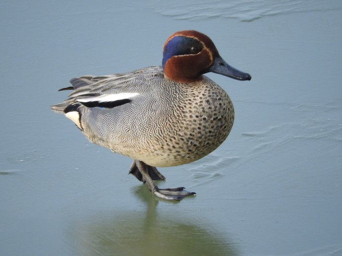 Водоплавающие птицы Подмосковья фото и названия