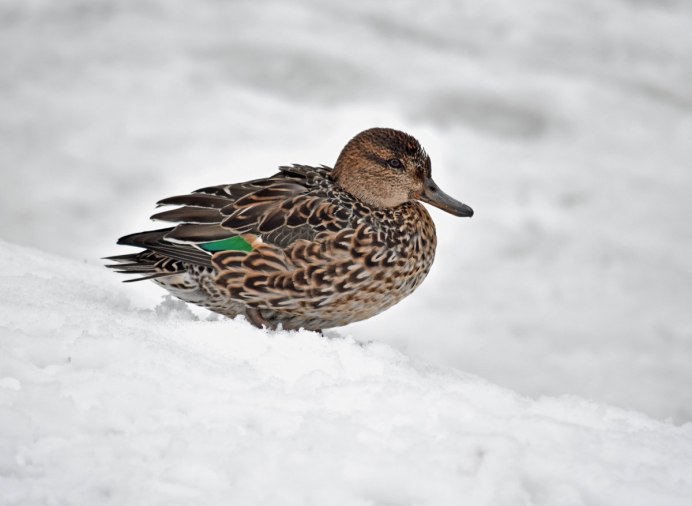 Чирок-свистунок в полёте