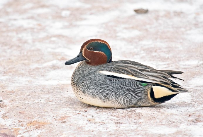 Чирок-свистунок самец летом