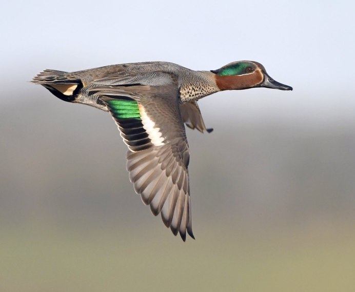 Зеленокрылый чирок