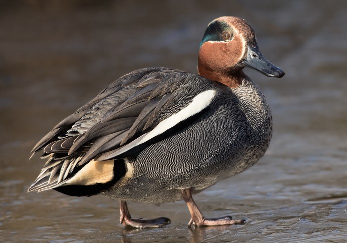 Чирок-свистунок (Anas crecca)