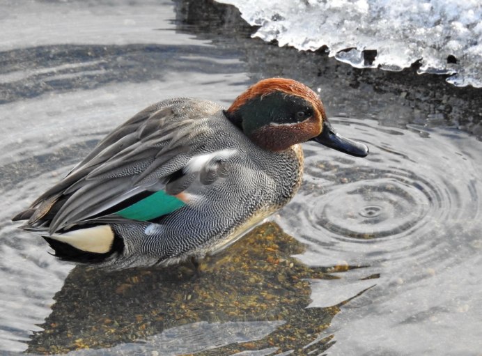 Птица чирок свистунок