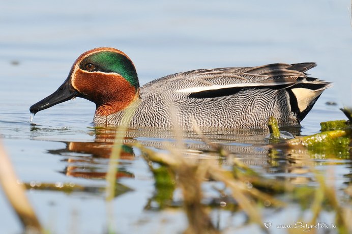Чирок-свистунок и кряква