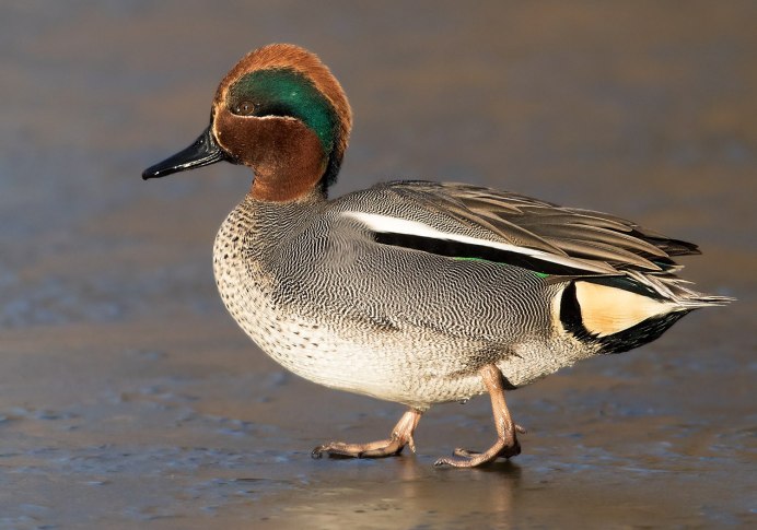 Красноглазый чирок