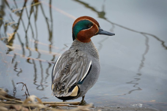 Чирок-свистунок в полёте