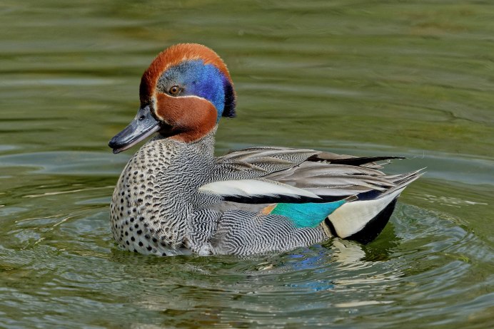 Чирок свистунок гнездо