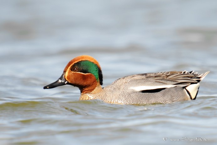 Чирок свистунок КЛОКТУН