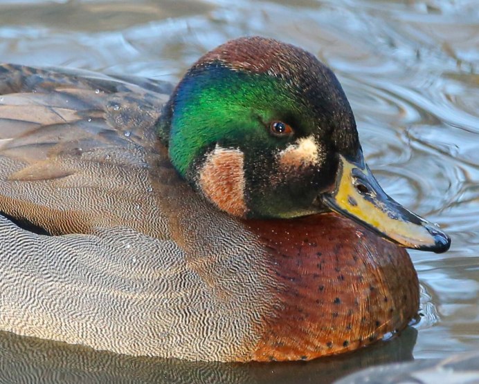 Кольчатые Чирки утки