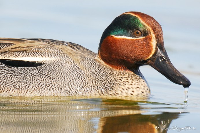 Зеленокрылый чирок