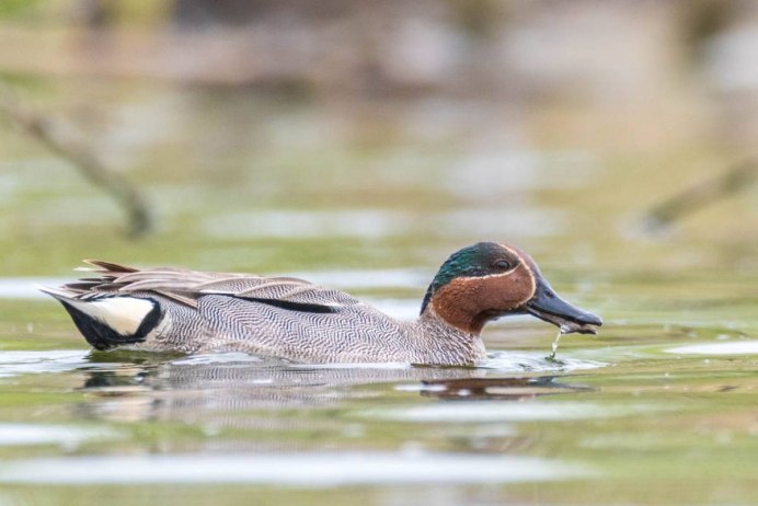 4. Чирок-свистунок