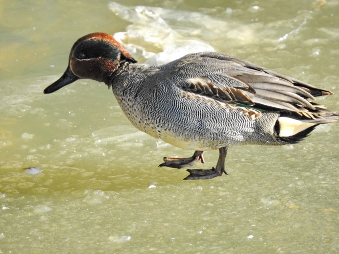 Амазонский чирок