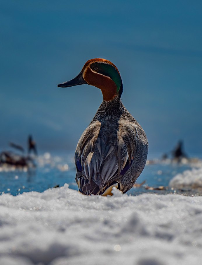 Чирок-свистунок (Anas crecca)
