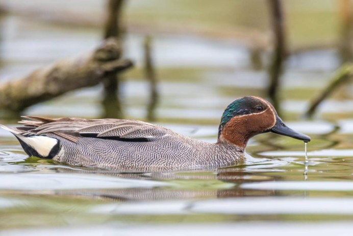 Кэмпбельский чирок UBA