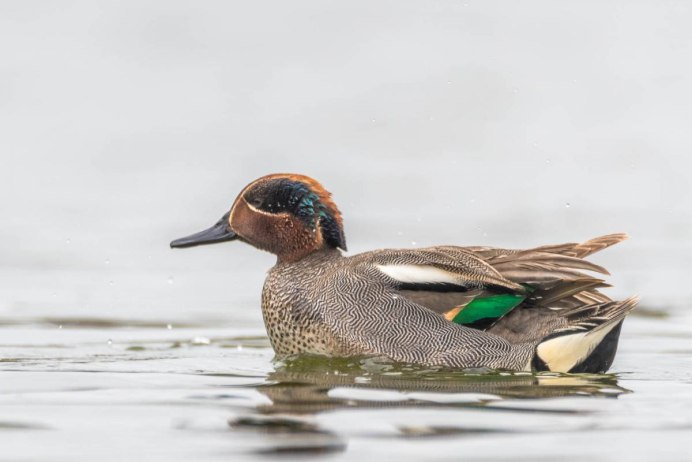 Зеленокрылый чирок самка