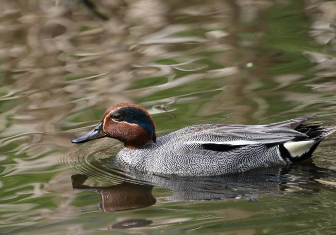Чирок свистунок зимой