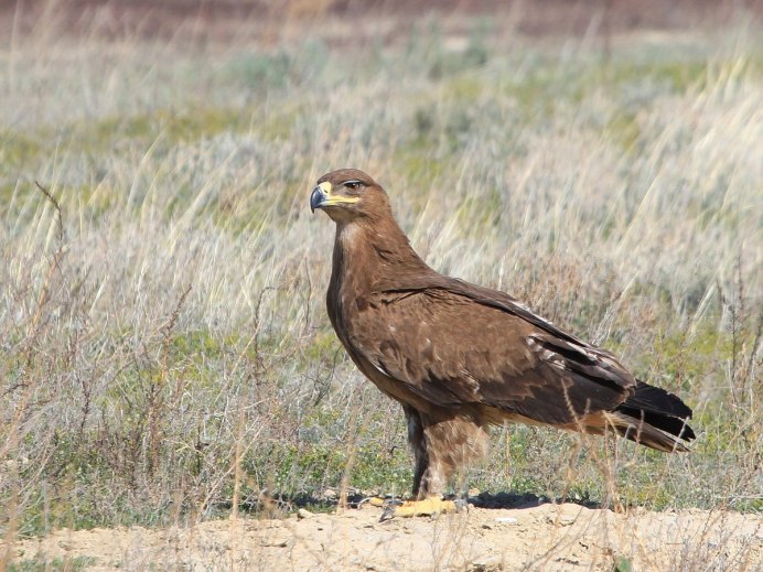 Степной орёл (Aquila nipalensis