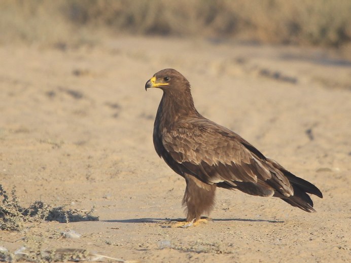 Степной орёл (Aquila nipalensis
