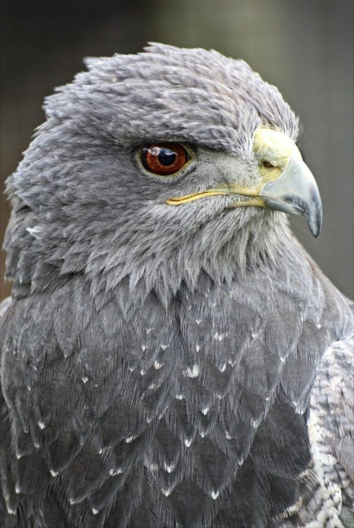 Степной орёл (Aquila nipalensis