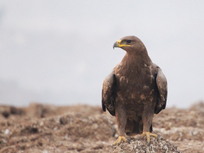 Степной орёл (Aquila nipalensis