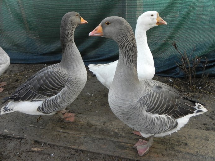 Гуси породы ландские