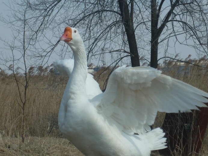 Гусь гуменник и белолобый