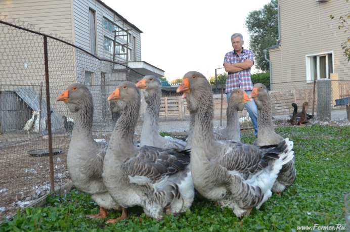 Гуси породы Легарт