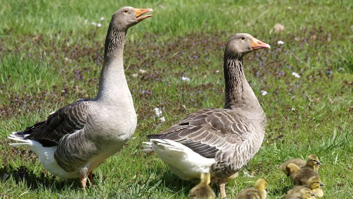 Порода гусей Гергуль