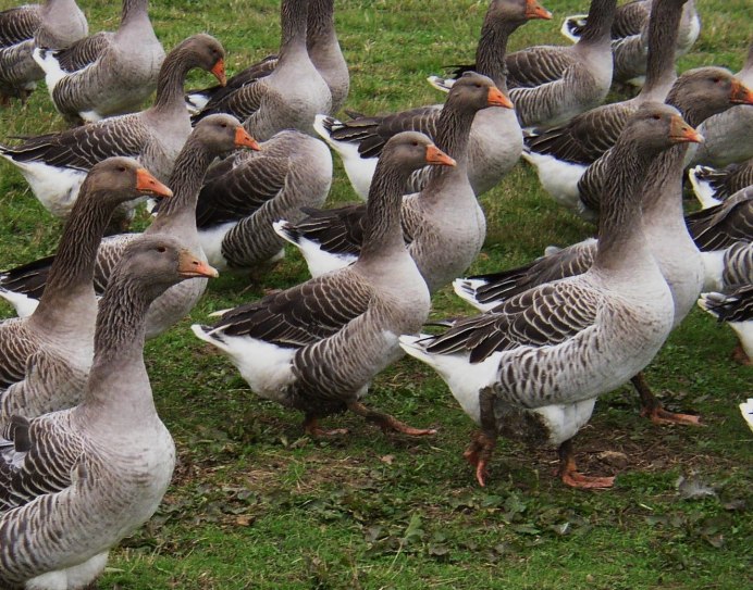 Гуси ландские хохлатые