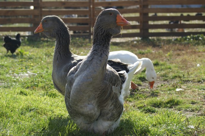 Холмогорская порода гусей