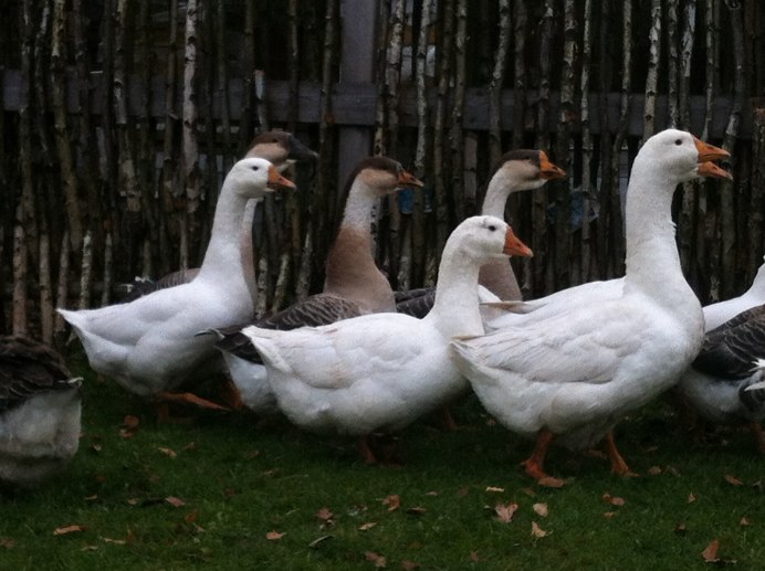 Померанский Гусь