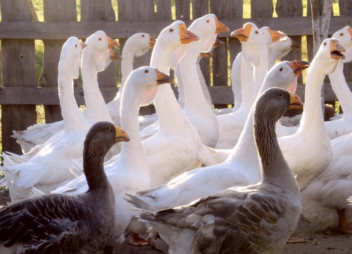 Крупная серая порода гусей с гусятами