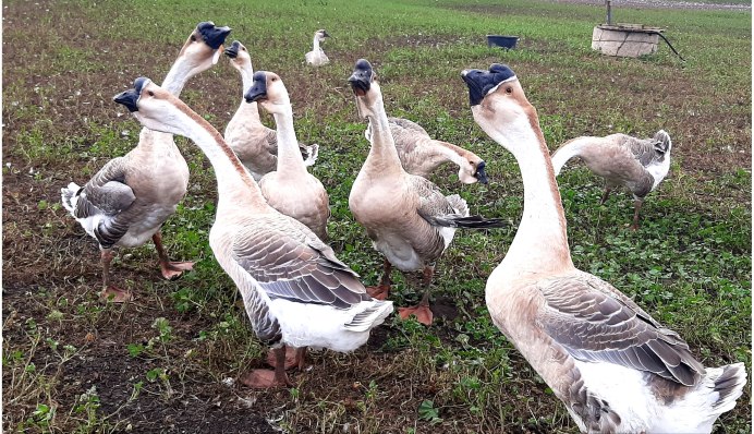 Гусь Шадринский серый