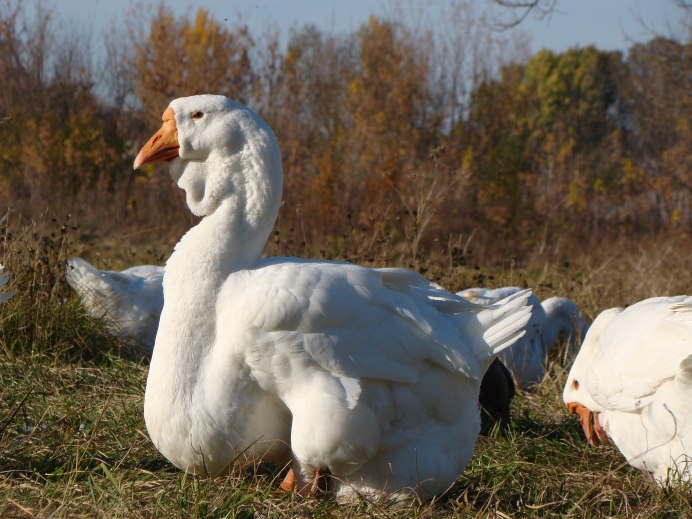 Шадринская (Уральская) порода гусей