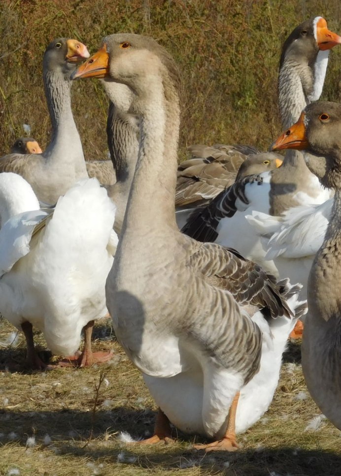Тулузские гуси гусей