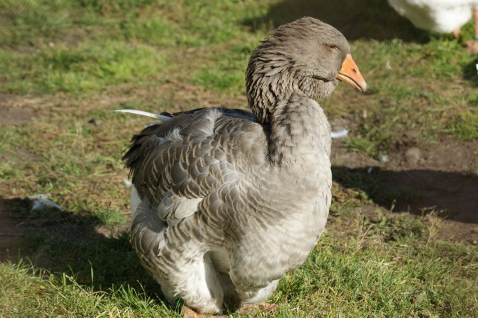 Породы гусей Тулузские гуси