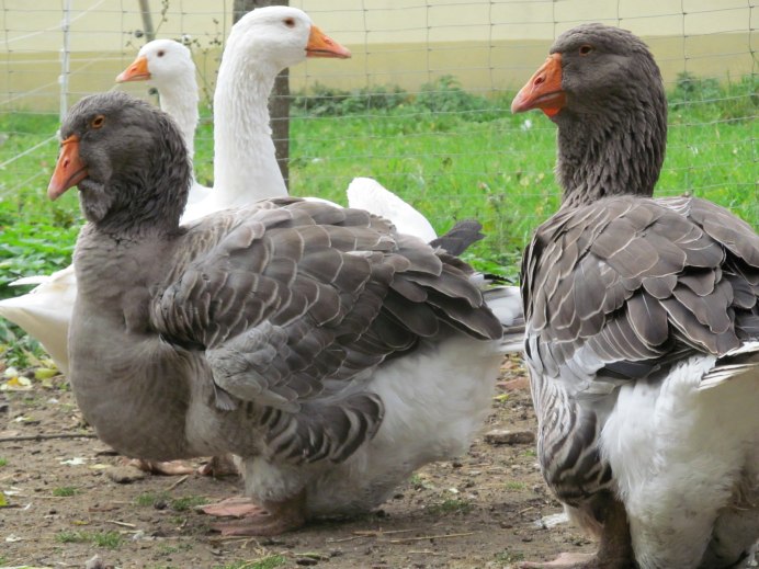 Шадринская (Уральская) порода гусей