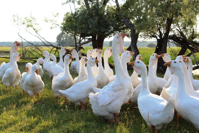 Порода гусей Холмогорские и Линда